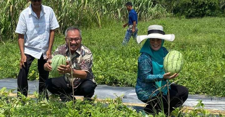Pj Bupati Panen Perdana Semangka Di Kecamatan Gunung Meriah